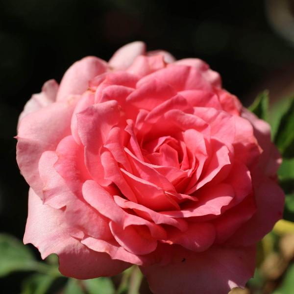 Acqua Garden Flowers Rose 'Zephirine Drouhin'