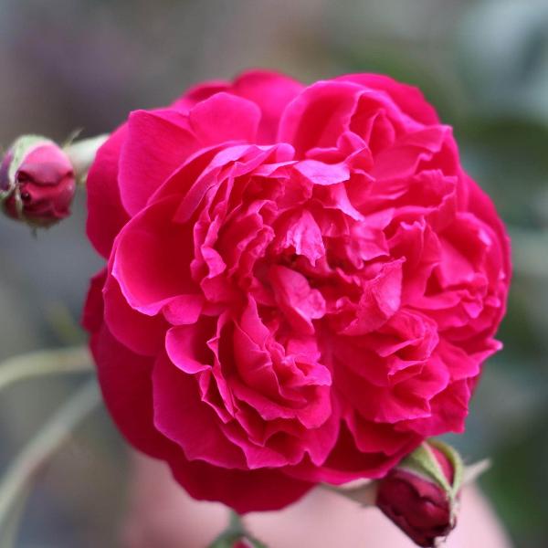 Acqua Garden Flowers Rose 'Zephirine Drouhin'