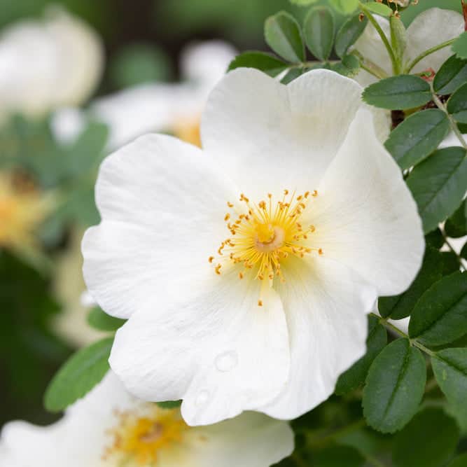 Acqua Garden Flowers White 'Flower Carpet' Rose