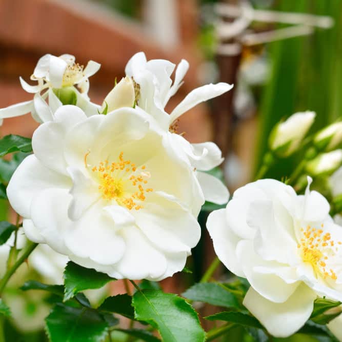 Acqua Garden Flowers White 'Flower Carpet' Rose