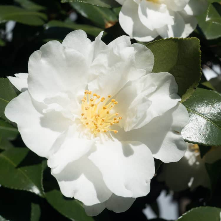 Acqua Garden Flowers White 'Flower Carpet' Rose