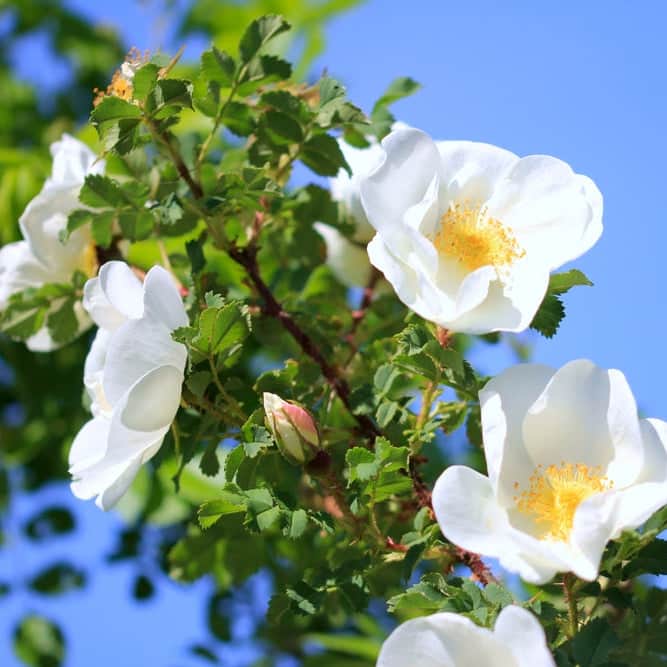 Acqua Garden Flowers White Rosa Rugosa 'Alba'