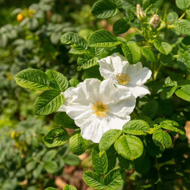 Acqua Garden Flowers White Rosa Rugosa 'Alba'