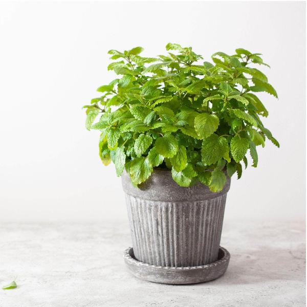 potted lemon balm plant Lemon Balm Plant - Easy to Grow, Aromatic Herb
