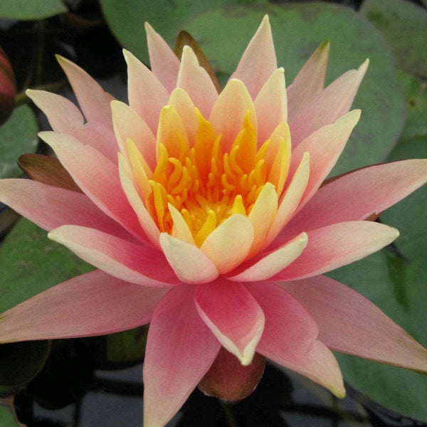 Acqua Garden Lily Lily, Nymphaea Colorado
