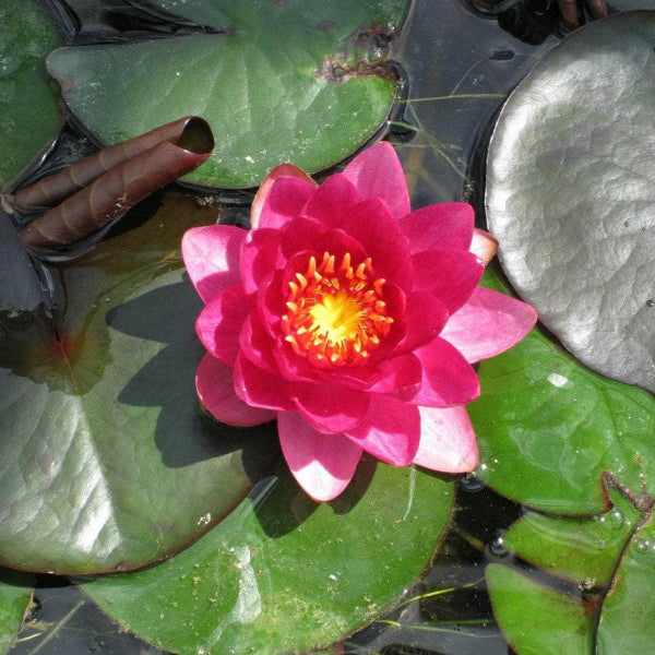 Acqua Garden Lily Lily, Nymphaea James Brydon