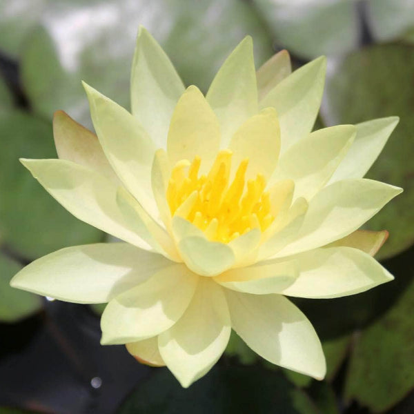 Acqua Garden Lily Lily, Nymphaea Odorata Sulphurea