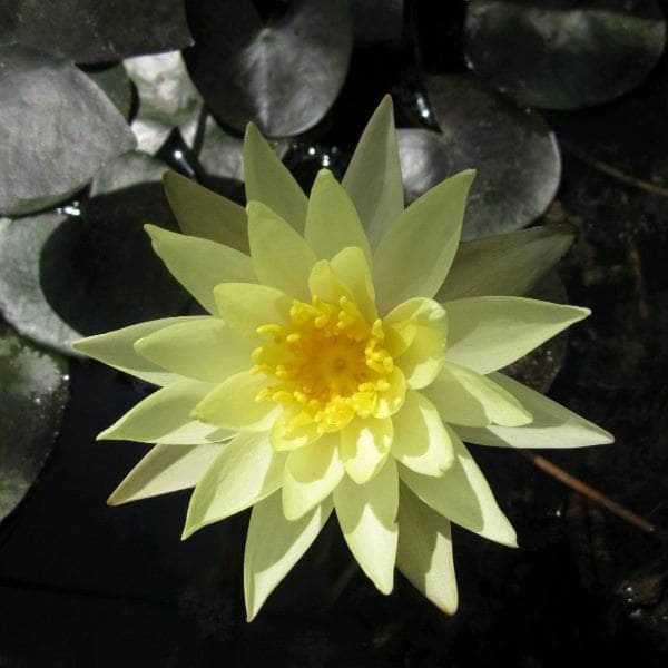 Acqua Garden Lily Lily, Nymphaea Odorata Sulphurea