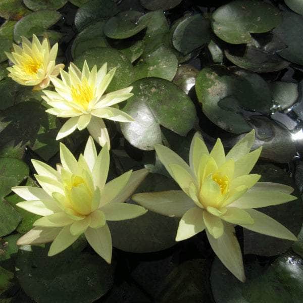 Acqua Garden Lily Lily, Nymphaea Odorata Sulphurea