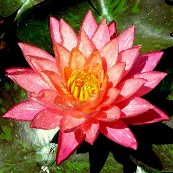Acqua Garden Lily Lily, Nymphaea 'Wanvisa'