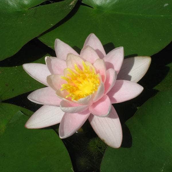 Acqua Garden Lily Small Lily, Nymphaea 'Marliacea Carnea'