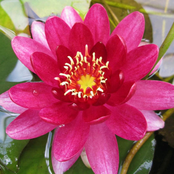 Acqua Garden Lily Small Lily, Nymphaea Perry's Baby Red