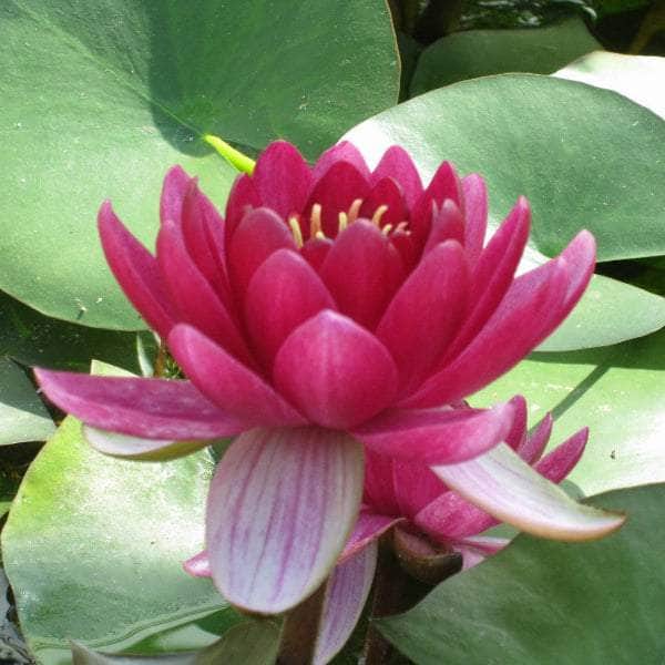Acqua Garden Lily Small Lily, Nymphaea 'Perry's Baby Red'
