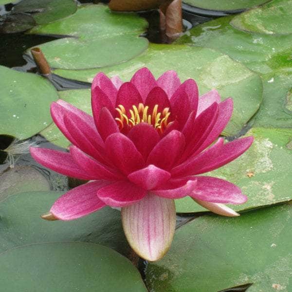 Acqua Garden Lily Small Lily, Nymphaea 'Perry's Baby Red'