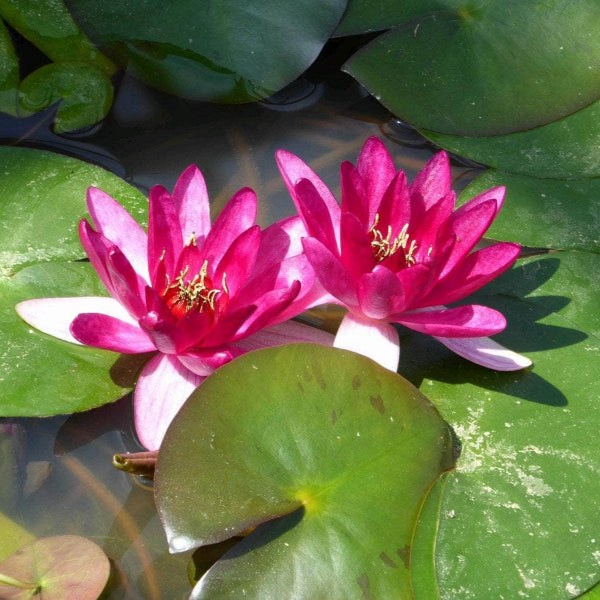Acqua Garden Lily Small Lily, Nymphaea Xiafei