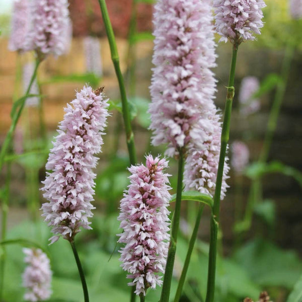 Acqua Garden Marginal Adderwort, Persicaria Bistorta