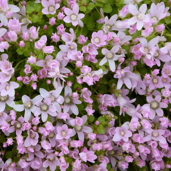 Acqua Garden Marginal Bog Pimpernel, Anagallis Tenella