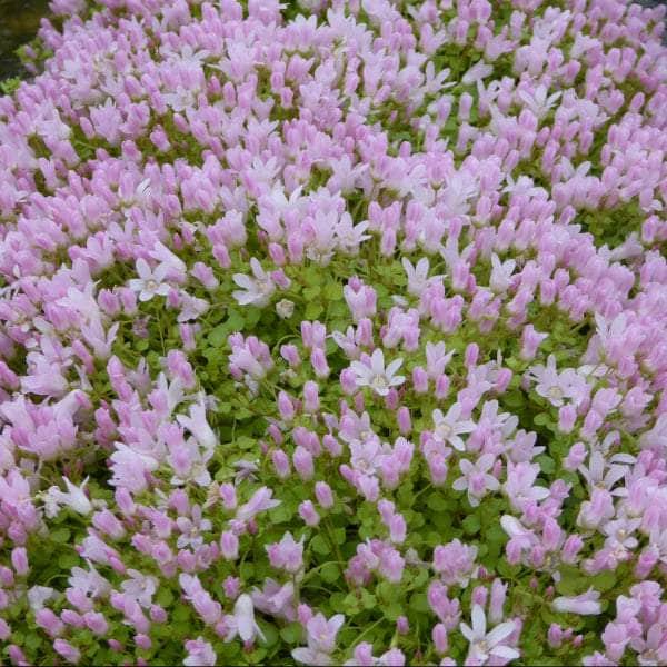 Acqua Garden Marginal Bog Pimpernel, Anagallis Tenella
