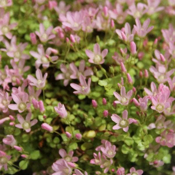 Acqua Garden Marginal Bog Pimpernel, Anagallis Tenella