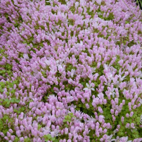 Acqua Garden Marginal Bog Pimpernel, Anagallis Tenella