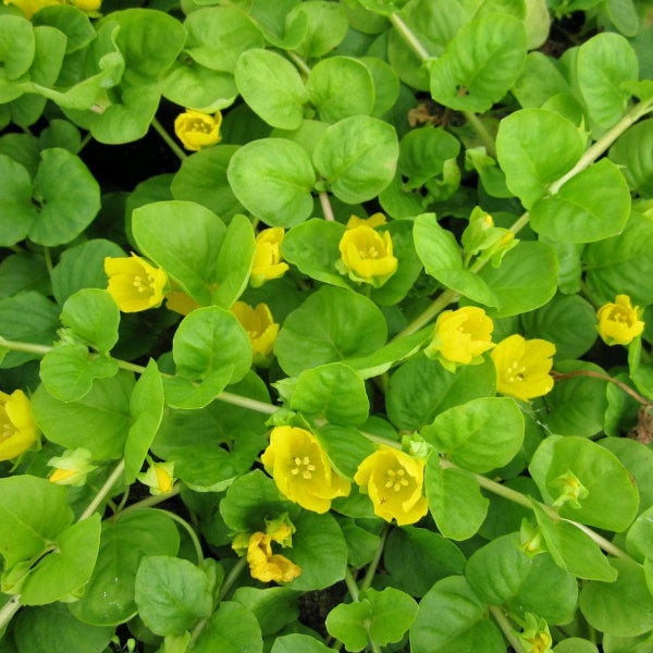 Acqua Garden Marginal Creeping Jenny, Lysimachia Nummularia