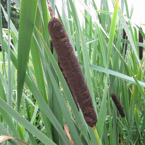 Acqua Garden Marginal Greater Reedmace, Typha Latifolia