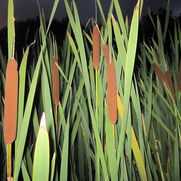Acqua Garden Marginal Greater Reedmace, Typha Latifolia