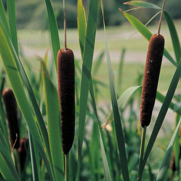 Acqua Garden Marginal Lesser Bulrush, Typha Angustifolia