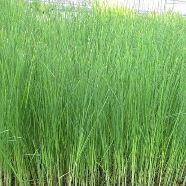 Acqua Garden Marginal Lesser Bulrush, Typha Angustifolia