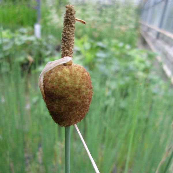 Acqua Garden Marginal Miniature Bullrush, Typha Minima