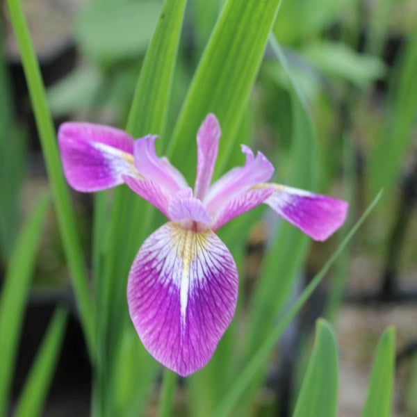 Acqua Garden Marginal Northern Blue Flag, Iris Versicolor 'Kermesina'