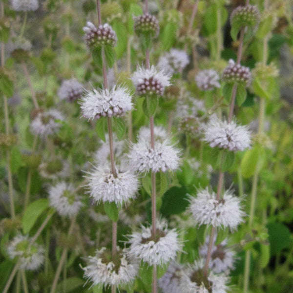 Acqua Garden Marginal Pennyroyal Pudding Grass, Mentha Pulegium