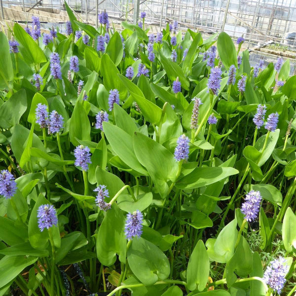 Acqua Garden Marginal Pickerel Weed, Pontederia Cordata