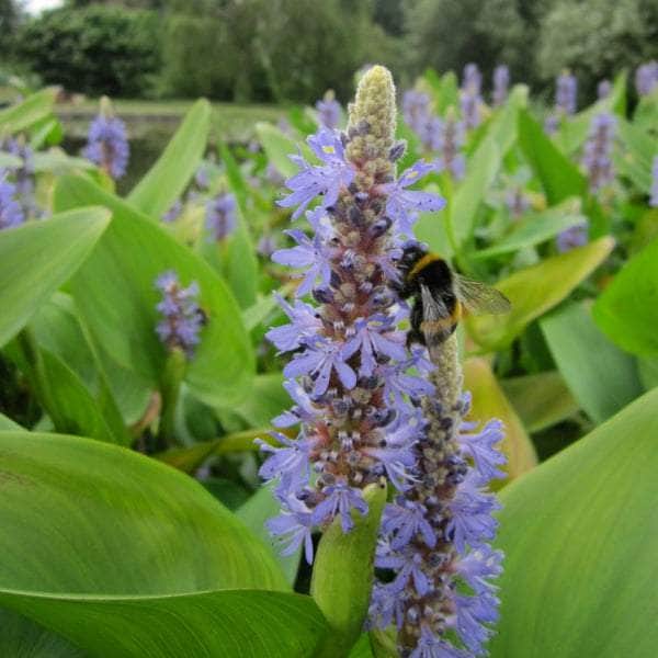 Acqua Garden Marginal Pickerel Weed, Pontederia Cordata