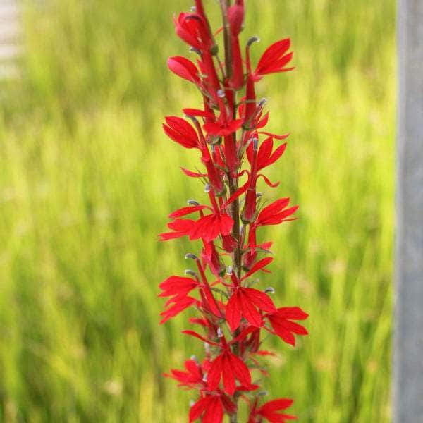 Acqua Garden Marginal Red Leaved Lobelia, Lobelia fulgens 'Queen Victoria'