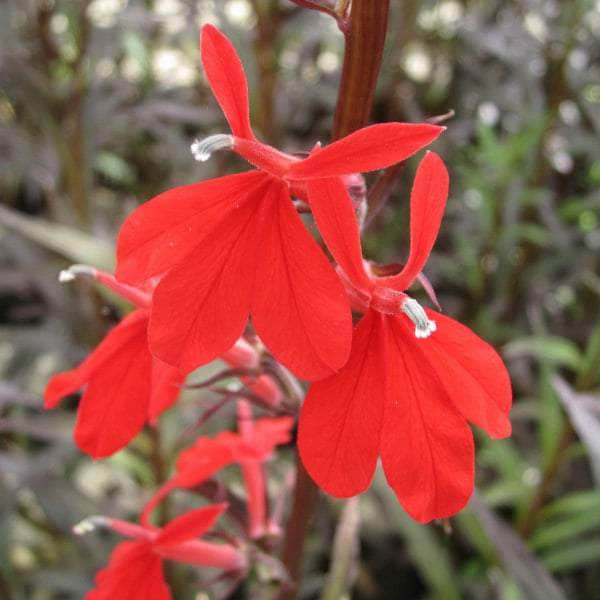 Acqua Garden Marginal Red Leaved Lobelia, Lobelia fulgens 'Queen Victoria'