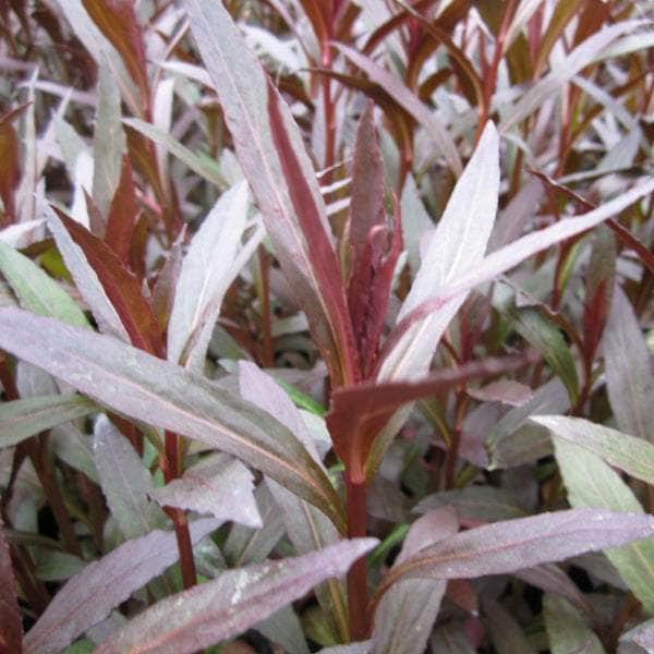 Acqua Garden Marginal Red Leaved Lobelia, Lobelia fulgens 'Queen Victoria'
