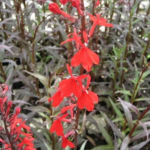Acqua Garden Marginal Red Leaved Lobelia, Lobelia fulgens 'Queen Victoria'