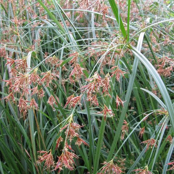 Acqua Garden Marginal Sweet Galingale, Cyperus Longus