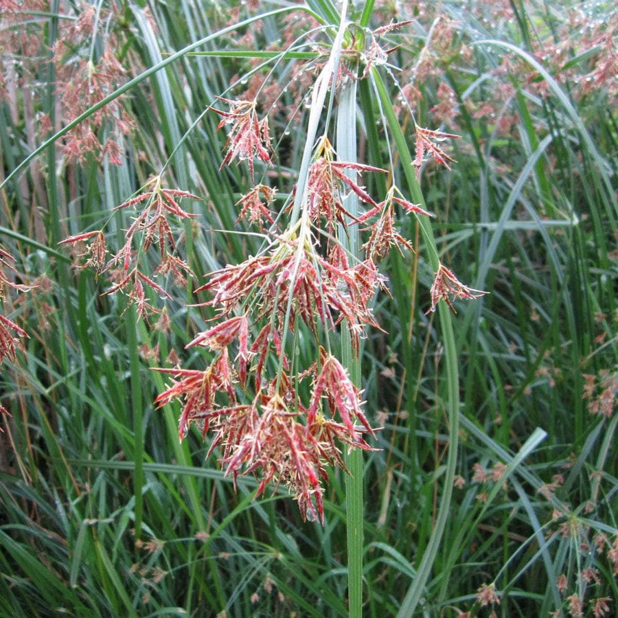 Acqua Garden Marginal Sweet Galingale, Cyperus Longus