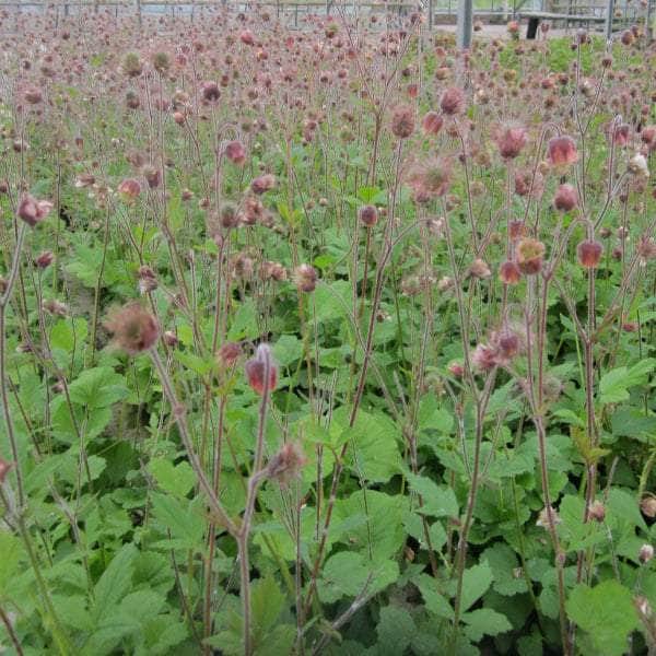 Acqua Garden Marginal Water Avens, Geum Rivale