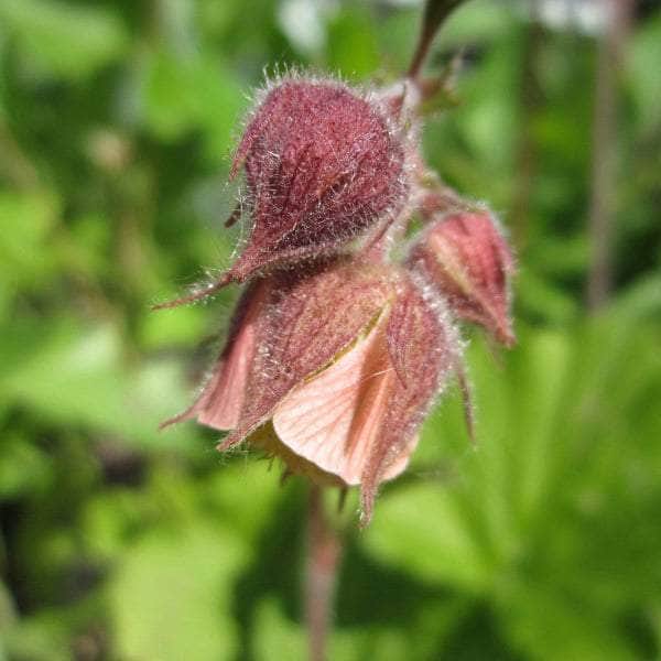 Acqua Garden Marginal Water Avens, Geum Rivale