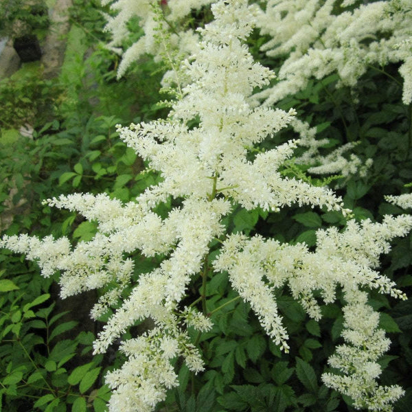 Acqua Garden Moisture False Goats Beard, Astilbe White