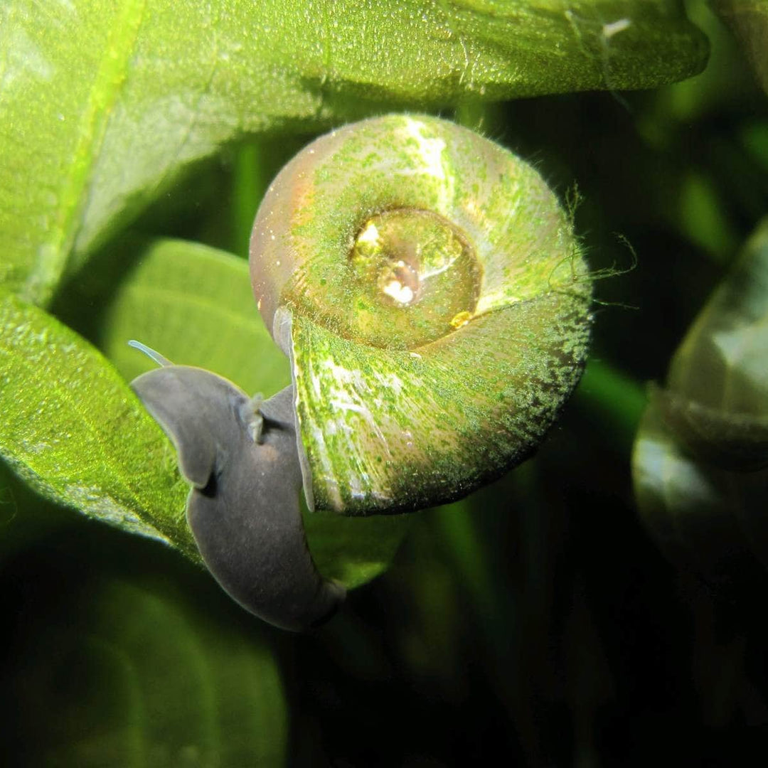Acqua Garden Molluscs Ramshorn Snails, Planorbis Corn