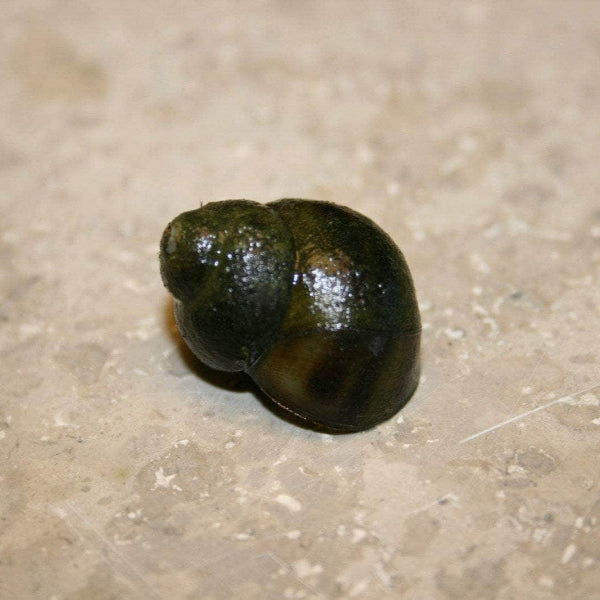 Acqua Garden Molluscs Trapdoor Snails, Viviparus Viviparus