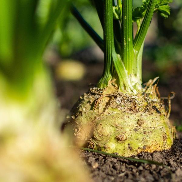 Acqua Garden Outdoor Plants Celeriac 'Brilliant'
