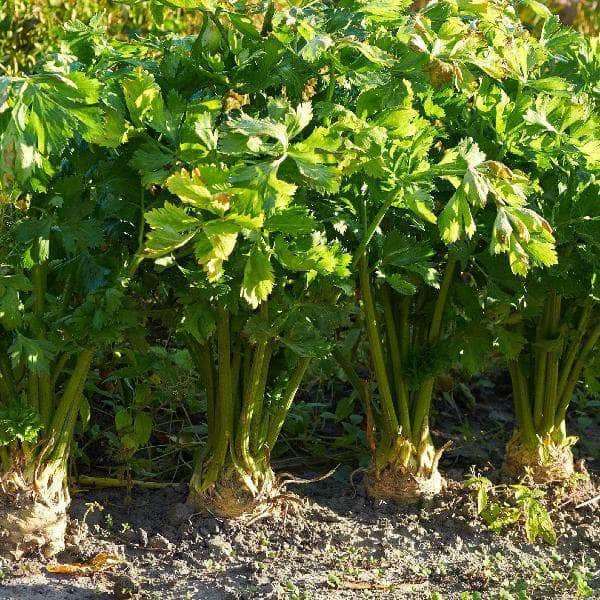 Acqua Garden Outdoor Plants Celeriac 'Brilliant'