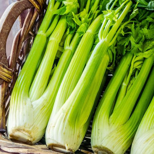 Acqua Garden Outdoor Plants Celery 'Tango'