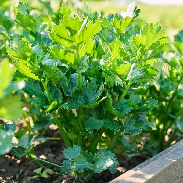 Acqua Garden Outdoor Plants Celery 'Tango'