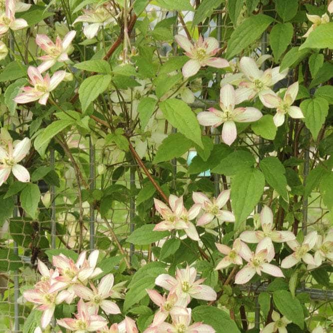 Acqua Garden Outdoor Plants Clematis 'Marjorie'